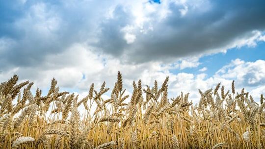 3735 sołectw i tysiące codziennych spraw. Dziś święto sołtysów