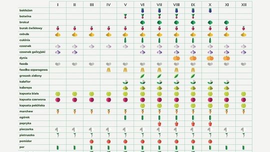 4 powody, dla których warto jeść polskie warzywa zgodnie z kalendarzem sezonowym 