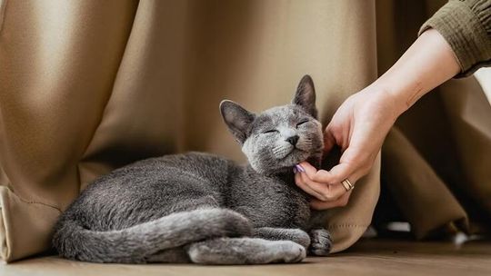 68 proc. Polaków myśli, że kot ich ignoruje. Eksperci: to nie obojętność, tylko kocia komunikacja