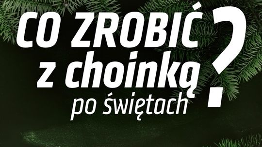 Choinki świąteczne z szansą na drugie życie.  Tu oddasz choinkę.