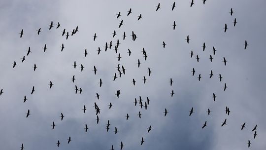 Dokąd wędrują lubelskie żurawie?