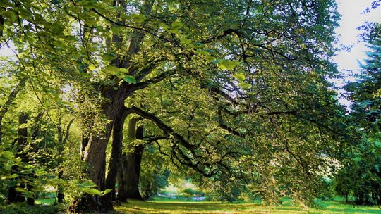 Dzień Drzewa w Ogrodzie Botanicznym UMCS - rejestracja