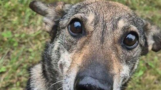 Dzień Otwarty w Schronisku dla Bezdomnych Zwierząt w Lublinie już 4 października