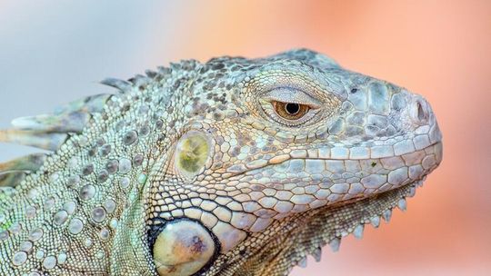 Dzień Otwarty w Schronisku w Lublinie – psy, koty i egzotarium pełne niezwykłych zwierząt