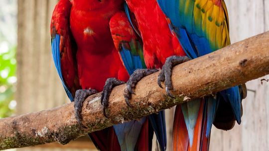 Egzotyczna przygoda w miejskiej dżungli