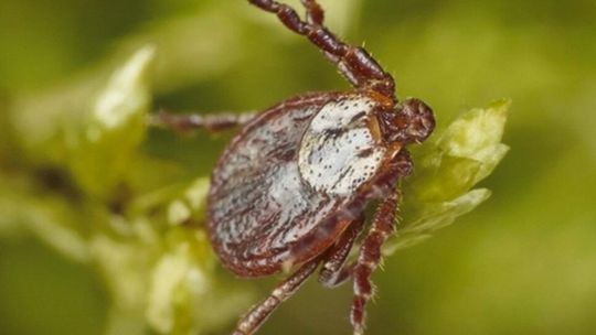 Eksperci: kleszcze nie tylko w lasach - rośnie zagrożenie KZM
