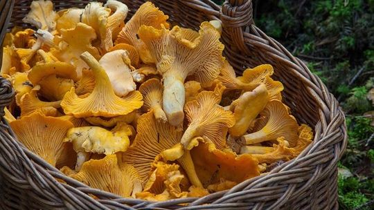 Gdzie na grzyby w Lubelskiem? 5 miejsc, gdzie zawsze coś znajdziesz (według lokalnych zbieraczy)