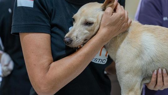 Gdzie psom żyje się najlepiej i najgorzej? Ten ranking może zaskoczyć Gdzie psom żyje się najlepiej i najgorzej? Ten ranking może zaskoczyć