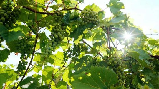 Gdzie złapać ostatnie promienie lata – 5 pomysłów na krótki wypad z Lublina