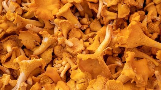 Ile kosztują kurki w Lublinie? Sprawdziliśmy ceny. Za kilogram zapłacisz nawet 120 zł