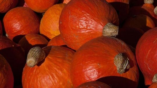 Jesień na Wileńskiej – smak, który pamięta pokolenia