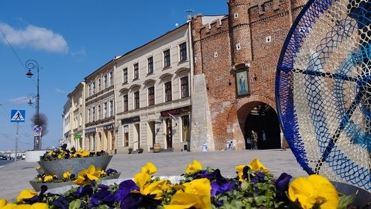 Kolorowe bratki ozdobiły Lublin