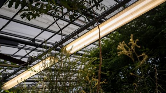 Lampy LED do uprawy roślin ? jak wybrać odpowiedni model?