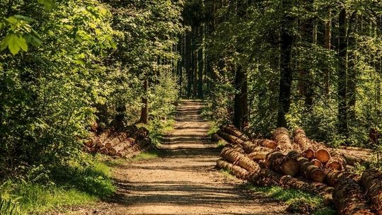 Lasy Państwowe zapowiadają rezygnację z ważnego międzynarodowego certyfikatu. Z tego powodu produkty z drewna made in Poland mogą stracić zagranicznych odbiorców