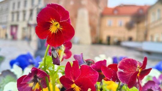Lublin rozdaje bratki za darmo. Jutro mieszkańcy mogą odebrać aż 2 tysiące sadzonek