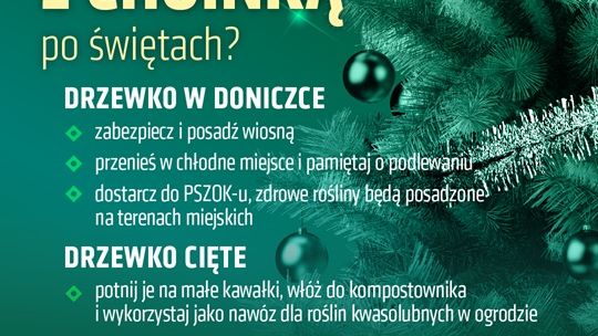 Lublin zbiera poświąteczne choinki w donicach. Drzewka trafią na miejskie tereny zielone