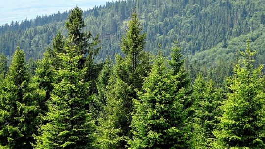 Na jakie atrakcje turystyczne można liczyć w Gorcach?