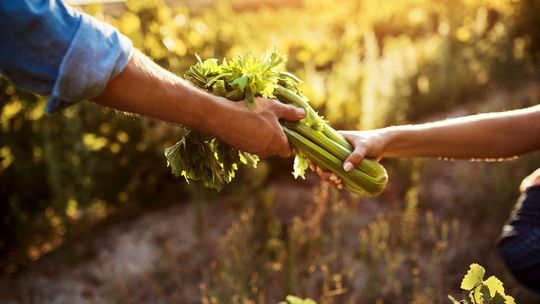 Nasiona selera – dla początkujących i doświadczonych ogrodników