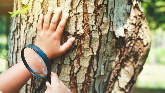 Ocena i ekspertyza roślin w przestrzeni publicznej
