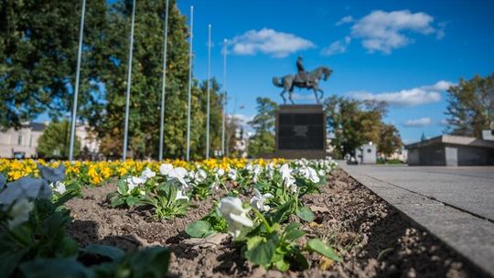 Ozdobne kapusty i wrzosy wracają na jesień!