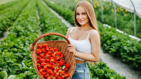 Pochodzenie ma znaczenie - kupujmy polskie truskawki Pochodzenie ma znaczenie - kupujmy polskie truskawki