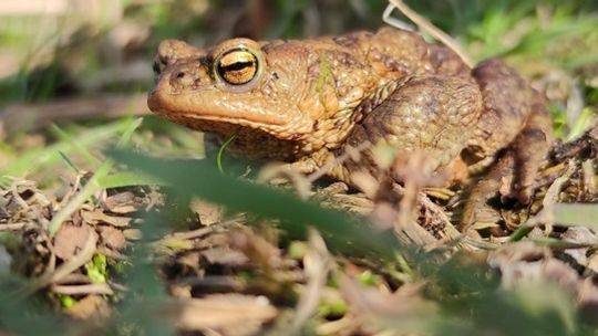 Ratujmy żaby na wiosnę. Akcja w okolicach Zalewu Zemborzyckiego.