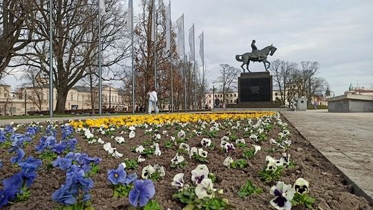 Sadzimy bratki, czyli Lublin w wiosennej odsłonie