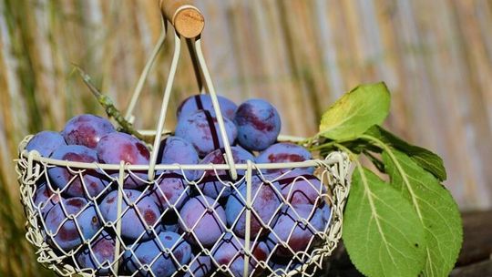 Śliwkowe szaleństwo: 5 najlepszych przepisów, które musisz zrobić zanim skończy się sezon!