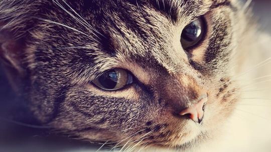 Światowy Dzień Kota w Lublinie. Warsztaty, konsultacje i loteria fantowa już 17 lutego