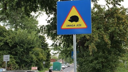 Tabliczki „Uwaga jeże” już ostrzegają kierowców