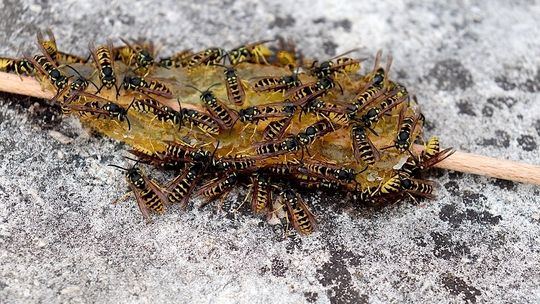 Uczulenie na jad owadów ma swoje konsekwencje w psychice