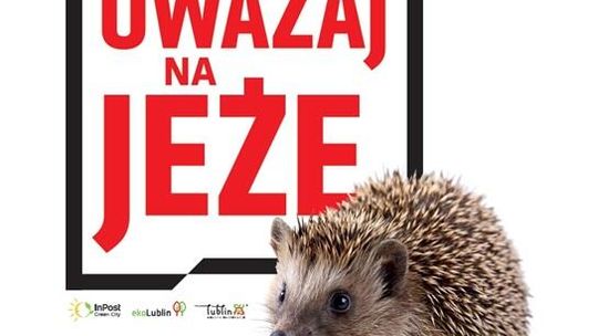 Uważaj na jeże - najmłodsi mieszkańcy Lublina otrzymają karty edukacyjne