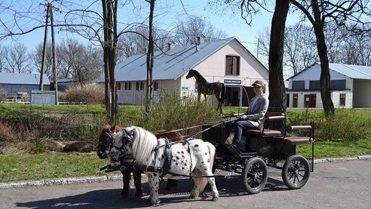 VII Ogólnopolski Czempionat Hodowlany Kuców_9 maja 2021_Felin_Uniwersytet Przyrodniczy w Lublinie