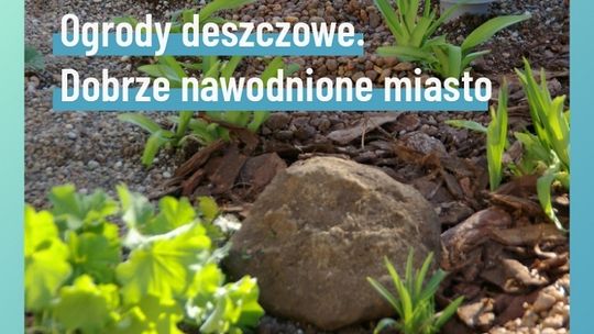 W Lublinie powstaną ogrody deszczowe