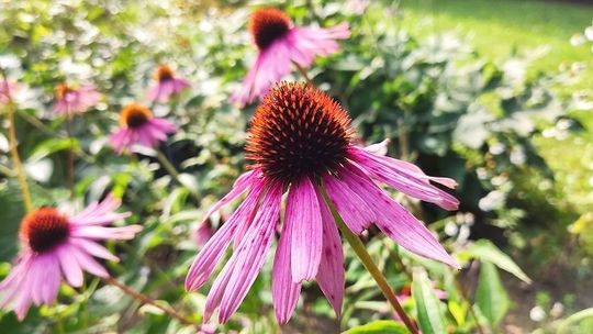 Warsztaty z tworzenia bukietów zielnych w Ogrodzie Botanicznym UMCS