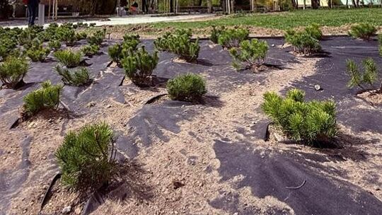 Wiosenne nasadzenia w Lublinie. Skwery przy Radzyńskiej i Herbowej zyskają nowe oblicze