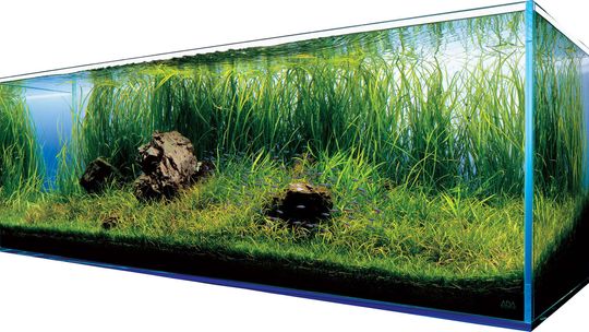 Zauroczenie Podwodnym Światem: Radości i Wyzwania Posiadania Akwarium