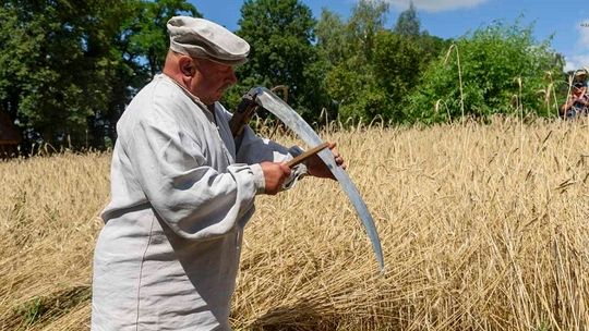 Żniwa w Muzeum Wsi Lubelskiej