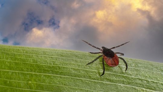 Zoolog: o kleszczach coraz więcej się mówi - co nie znaczy, że jest ich więcej