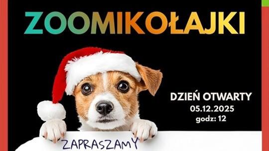 „Zoomikołajki” w lubelskim schronisku: świąteczne atrakcje i promocja adopcji zwierząt