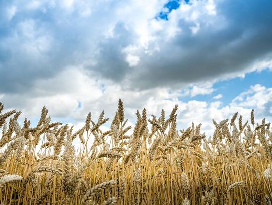 3735 sołectw i tysiące codziennych spraw. Dziś święto sołtysów