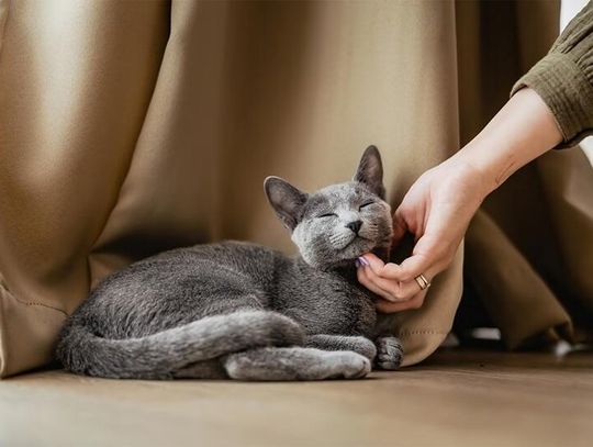 68 proc. Polaków myśli, że kot ich ignoruje. Eksperci: to nie obojętność, tylko kocia komunikacja