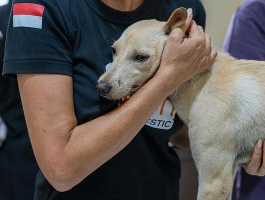 Gdzie psom żyje się najlepiej i najgorzej? Ten ranking może zaskoczyć