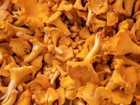 120 zł. za kilogram? Tyle kosztują kurki w Lublinie. Sprawdziliśmy.
