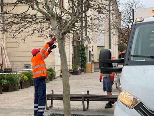 Na lubelskim deptaku ruszyła wymiana drzew. Chore platany zastąpią odporne klony