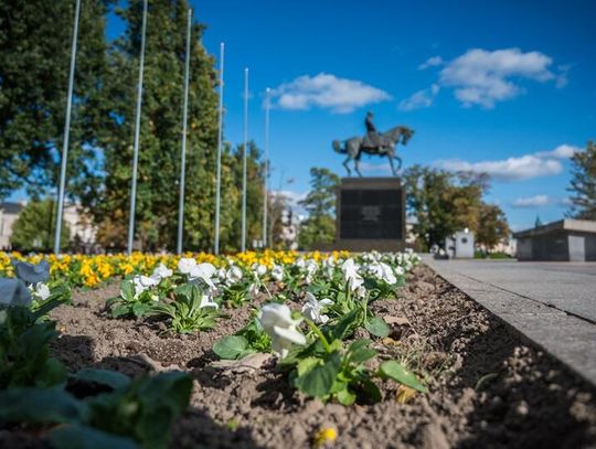 Ozdobne kapusty i wrzosy wracają na jesień!