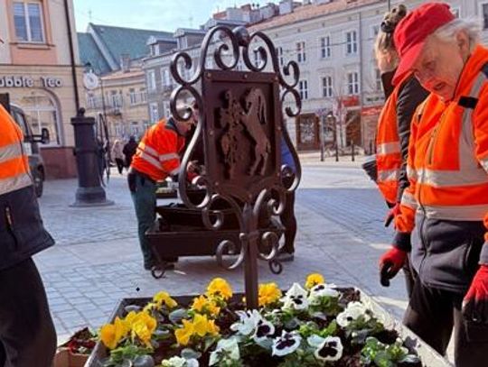 Ponad 8,6 tys. bratków ozdobi centrum miasta. Ruszyły wiosenne nasadzenia