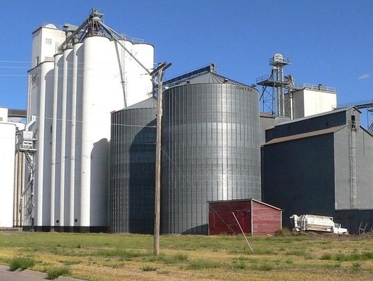 Rolnicy alarmują: magazyny pełne zbóż, ceny jak sprzed 20 lat. „Nie ma komu sprzedać”