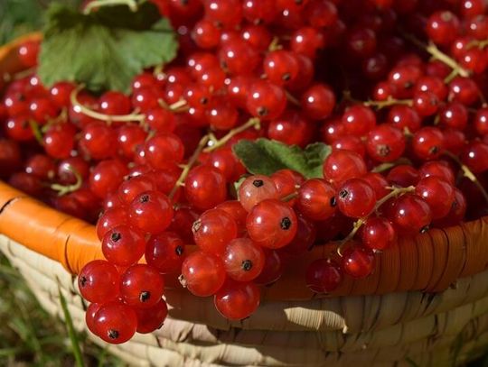 Sezon na czerwone porzeczki trwa. Pięć sprawdzonych przepisów, które warto zrobić jeszcze w lipcu
