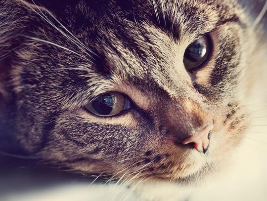 Światowy Dzień Kota w Lublinie. Warsztaty, konsultacje i loteria fantowa już 17 lutego